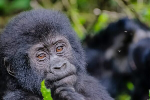 Gorilla Trekking and Serengeti Safari Gorilla Trekking and Serengeti Safari