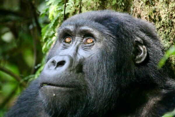 Gorilla Trekking and Serengeti Safari Gorilla Trekking and Serengeti Safari