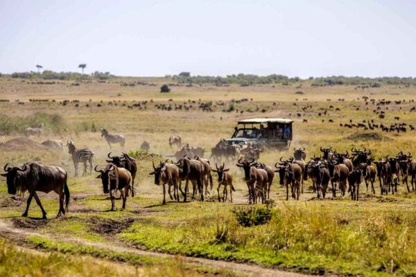 Gorilla Trekking and Serengeti Safari Gorilla Trekking and Serengeti Safari