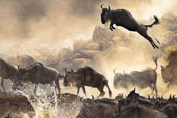 Great Migration Great Migration