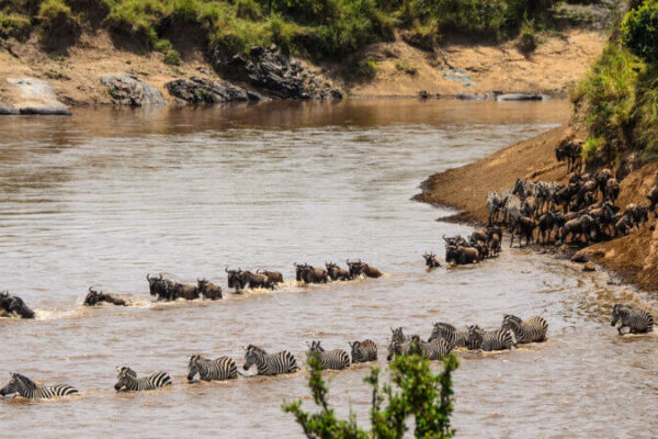 Northern Serengeti River-Crossing Northern Serengeti River-Crossing