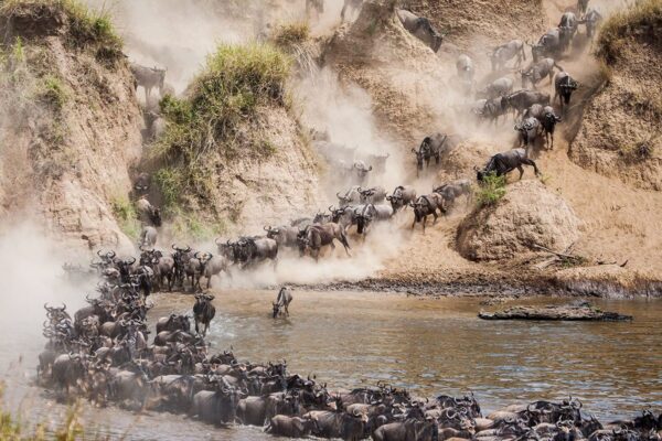 Northern Serengeti River-Crossing Northern Serengeti River-Crossing