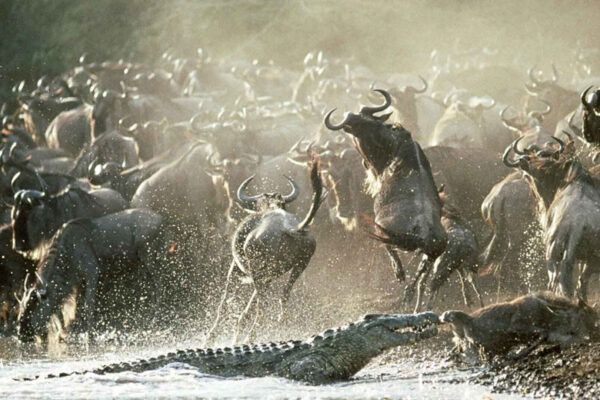 Northern Serengeti River-Crossing Northern Serengeti River-Crossing