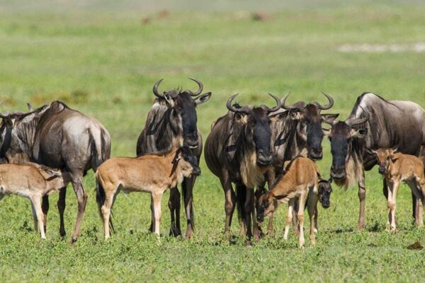 Serengeti Calving Season Safari Serengeti Calving Season Safari