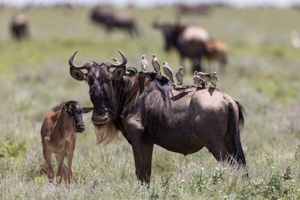 Serengeti Calving Season Safari Serengeti Calving Season Safari