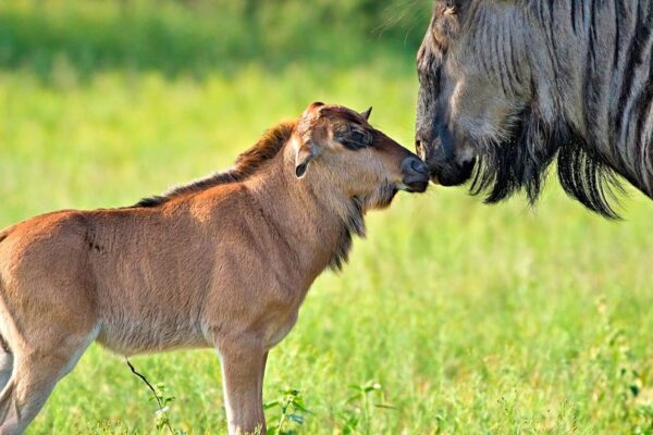 Serengeti Calving Season Safari Serengeti Calving Season Safari