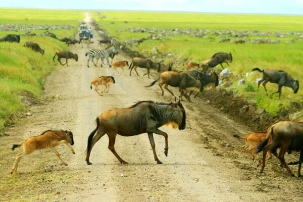 Serengeti Calving Season Safari Serengeti Calving Season Safari