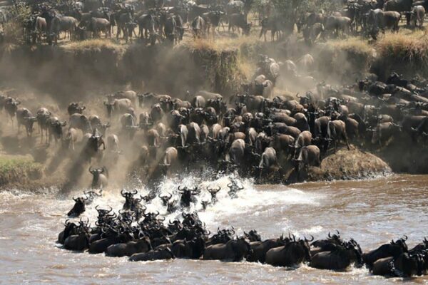 Serengeti Migration Safari Serengeti Migration Safari