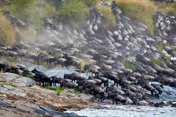 Serengeti Migration Safari Serengeti Migration Safari
