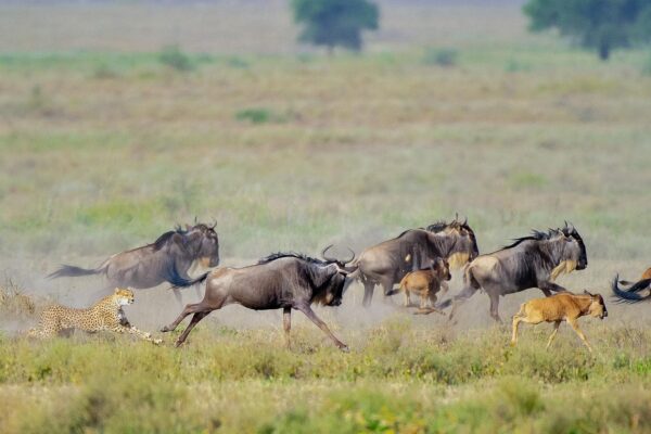 Serengeti Migration Safari Serengeti Migration Safari